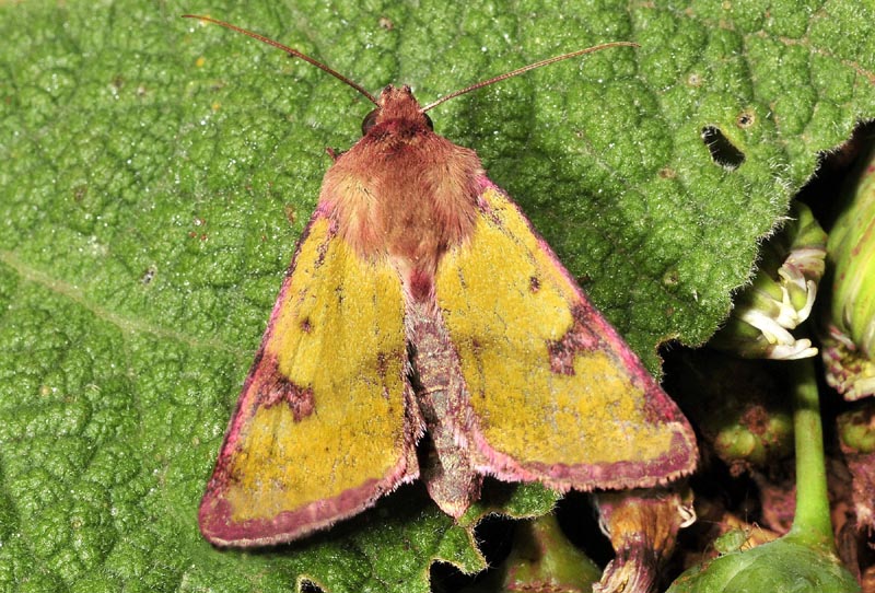 Heliothis incarnata